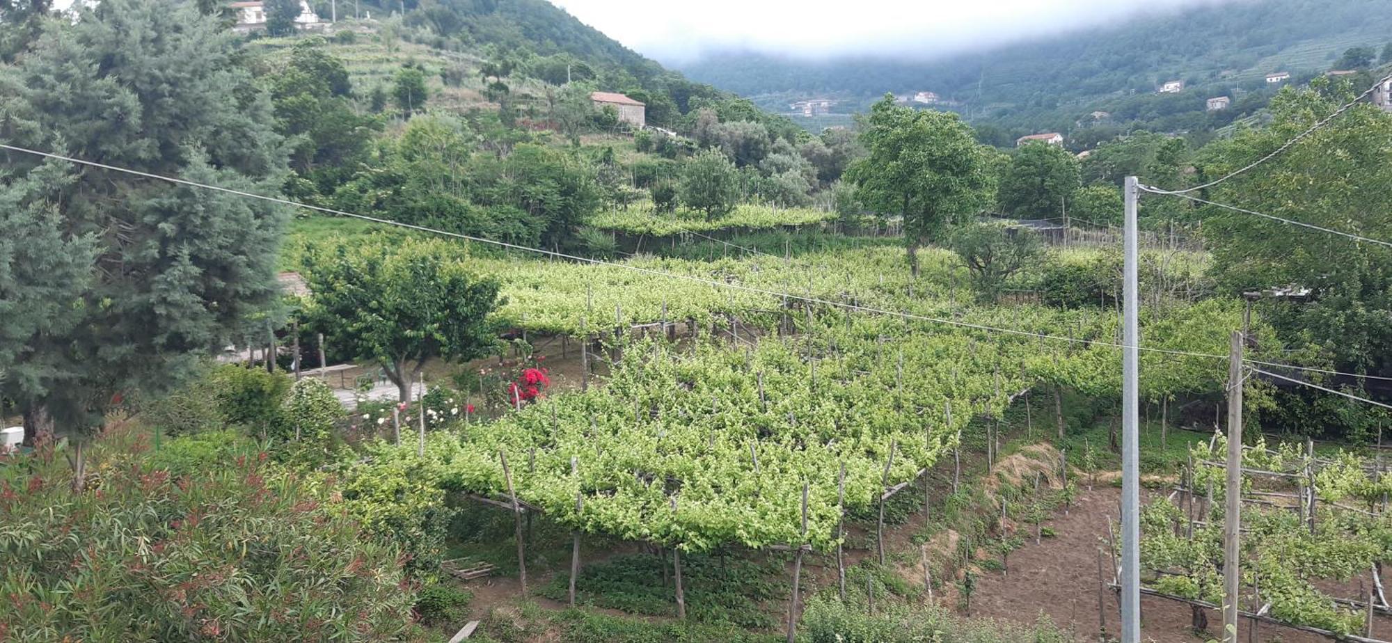 Agriturismo Mare E Monti Tramonti Εξωτερικό φωτογραφία